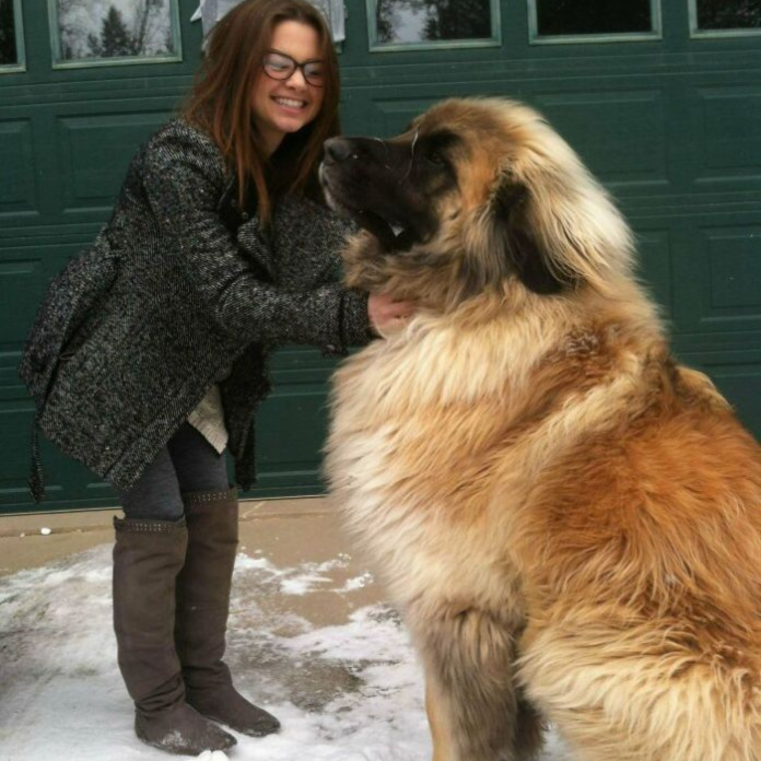 29 Dogs Who Have No Idea About How Huge They Are