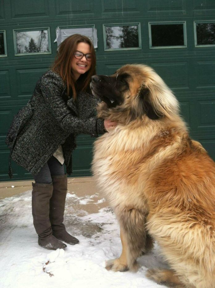 29 Dogs Who Have No Idea About How Huge They Are