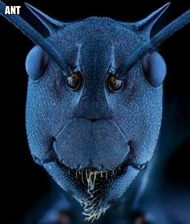 Insects With Scariest look Under The Microscope