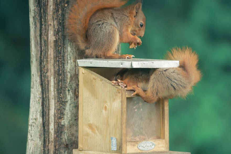 The Story Of 21 Photos Of Squirrels That You Have Never Seen