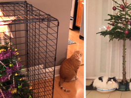 30 Creative Tricks To Protect Your Christmas Tree From Your Pet This Christmas