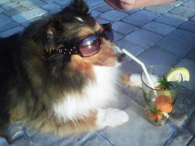 20 People Who Are Not Satisfied With Leaving Their Animals With Pet Sitters