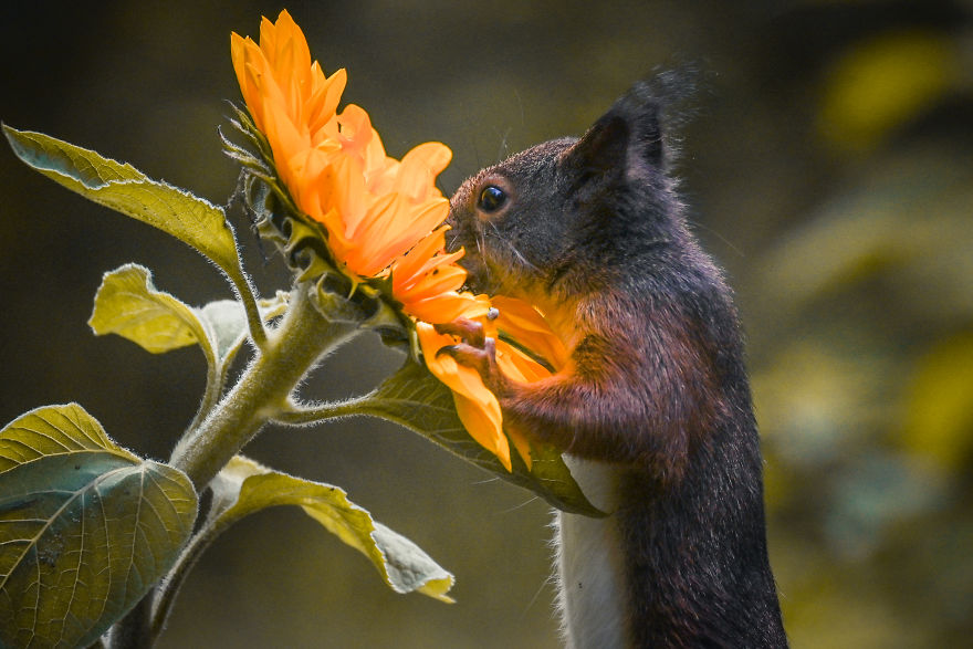 The Story Of 21 Photos Of Squirrels That You Have Never Seen