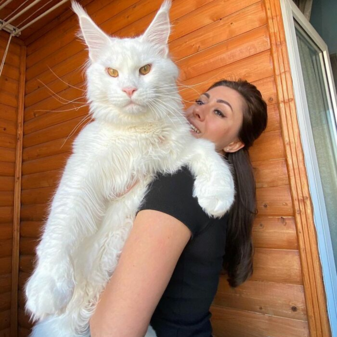 Kefir, The Maine Coon Cat That Went Viral Because Of Its Massive Size