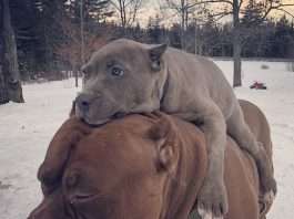 50 Images Of The Cutest Animals With Their Parent Moments