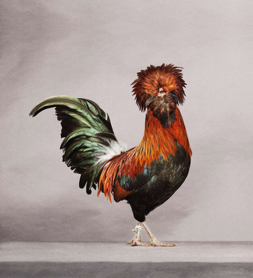15 Photographs That Reveals The Hidden Beauty Of Chicks, Roosters, And Hens