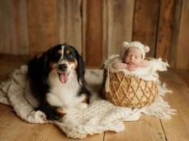 Some Photos Of Newborns And ?Their Dogs (Photo 10)