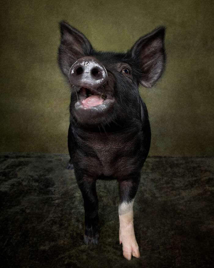 I Took Photos Of This Pig With A Big Personality (10 photos)