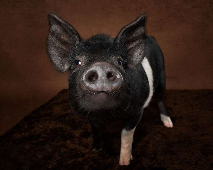 I Took Photos Of This Pig With A Big Personality (10 photos)