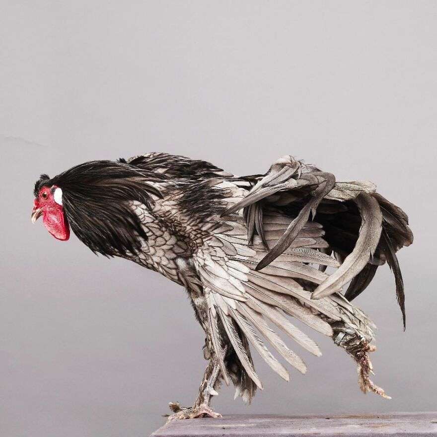 15 Photographs That Reveals The Hidden Beauty Of Chicks, Roosters, And Hens