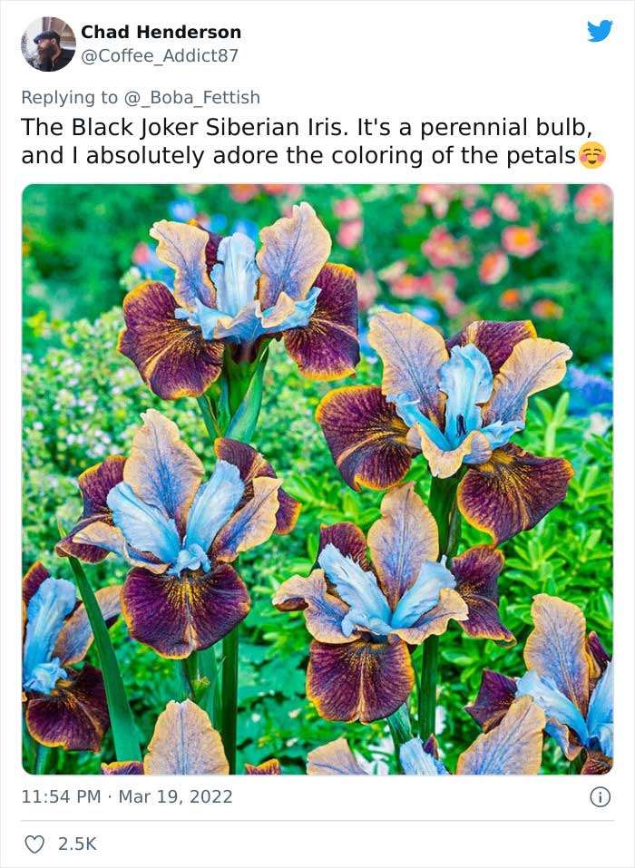 This Person Asks Men About Their Favorite Flowers Because No One Asks That from Men, And Got 35 Serious And Colorful Replies