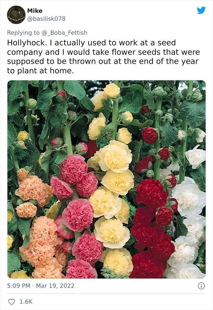 This Person Asks Men About Their Favorite Flowers Because No One Asks That from Men, And Got 35 Serious And Colorful Replies
