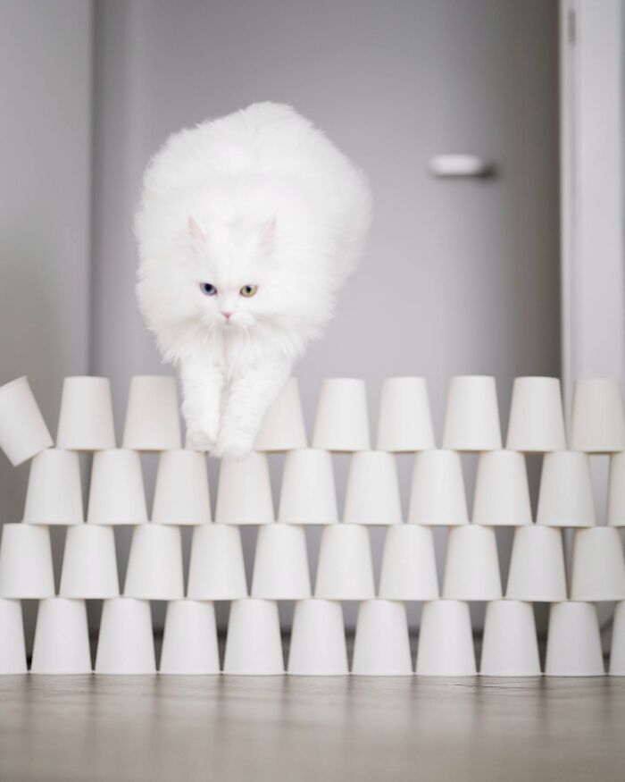 This Cat Got Famous on Social Media Because Of Completing Obstacle Tests