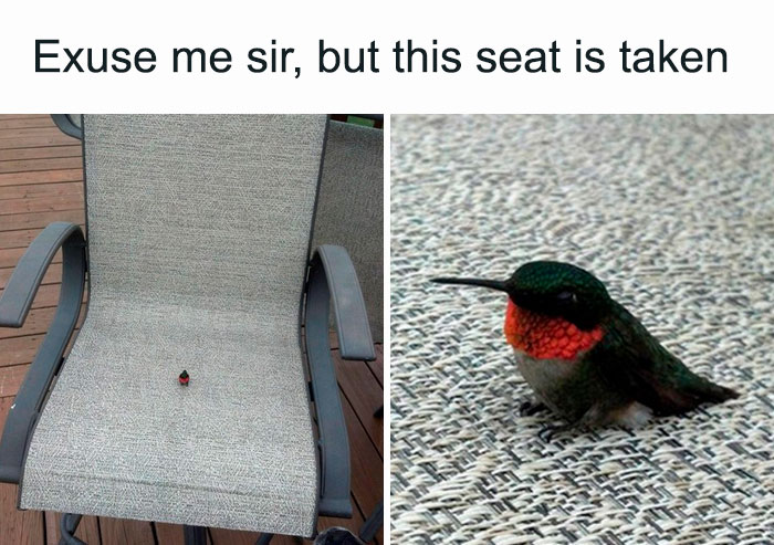 30 Small Animals And Objects Shared By The "Small Units" Online Group