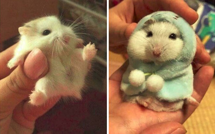 30 Small Animals And Objects Shared By The "Small Units" Online Group