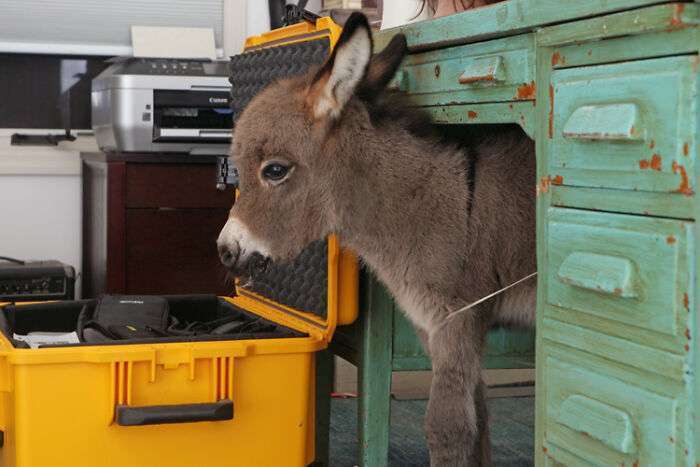 Amazing 40 Pictures That Proves Donkeys Are Also Cute Animals