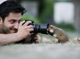 30 Cute Pictures of Wild Hamsters by ThisPhotographer Who Spent 10 Years Capturing Them