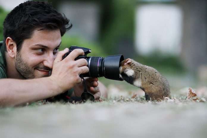 30 Cute Pictures of Wild Hamsters by ThisPhotographer Who Spent 10 Years Capturing Them