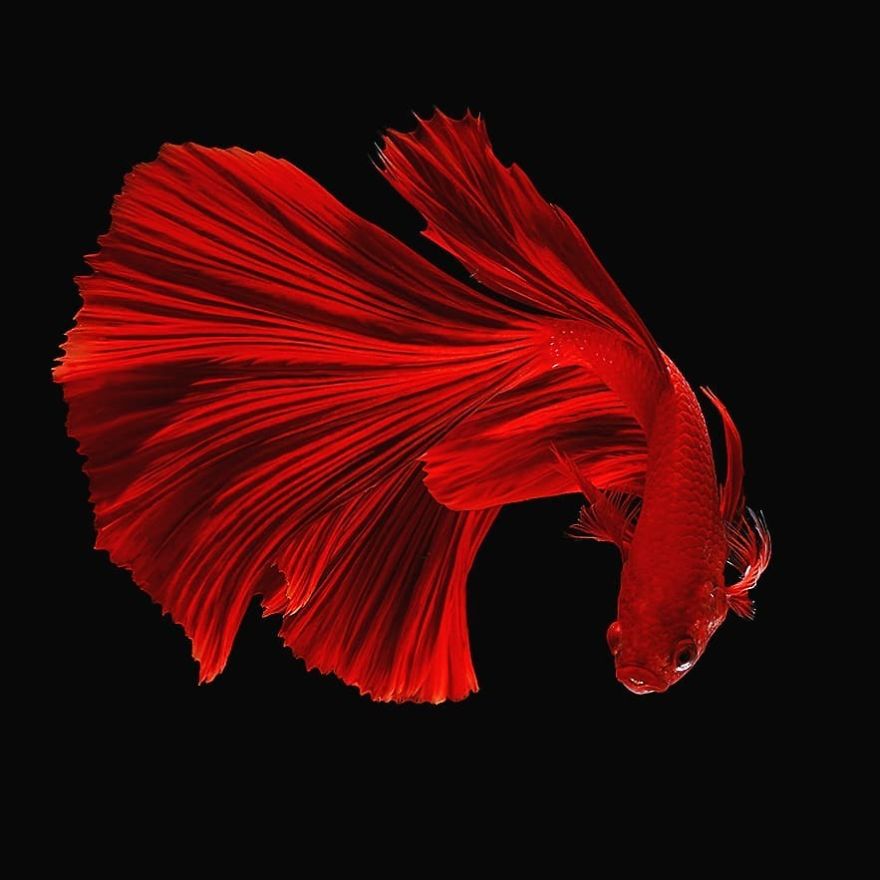 Beta fish Photos In All Colors And Patterns (35 photos)
