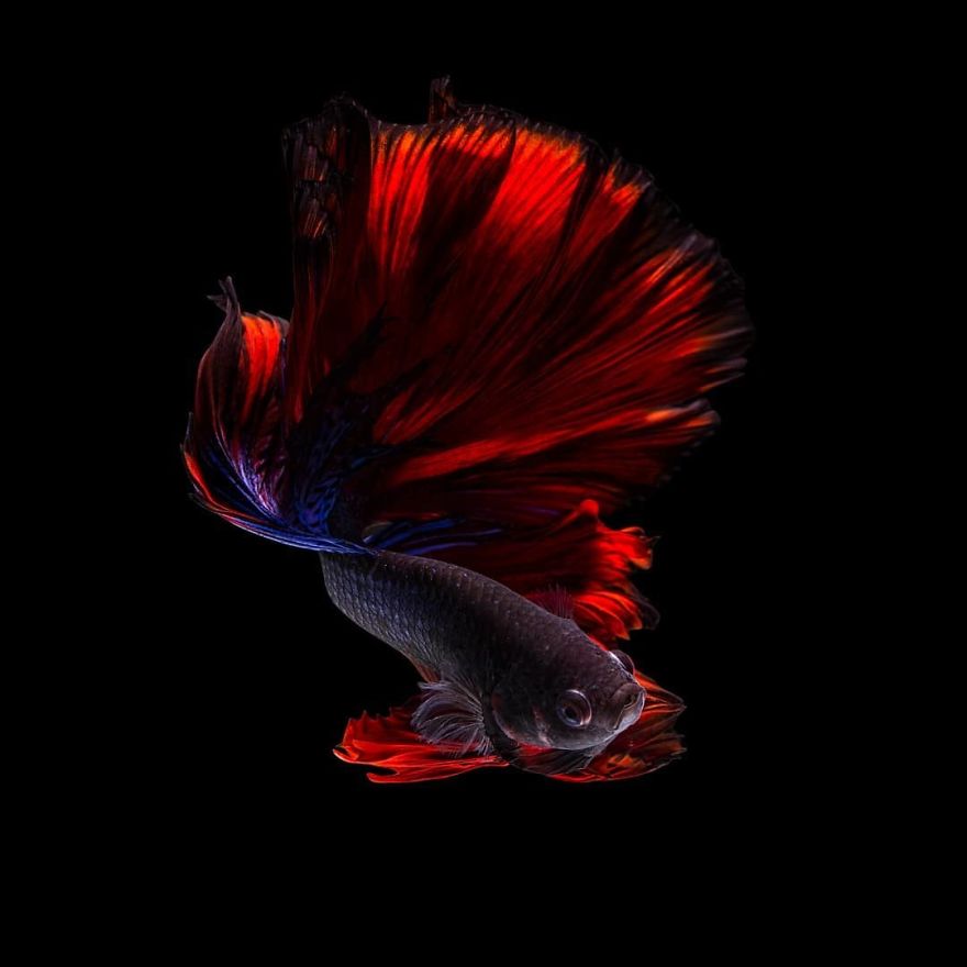 Beta fish Photos In All Colors And Patterns (35 photos)