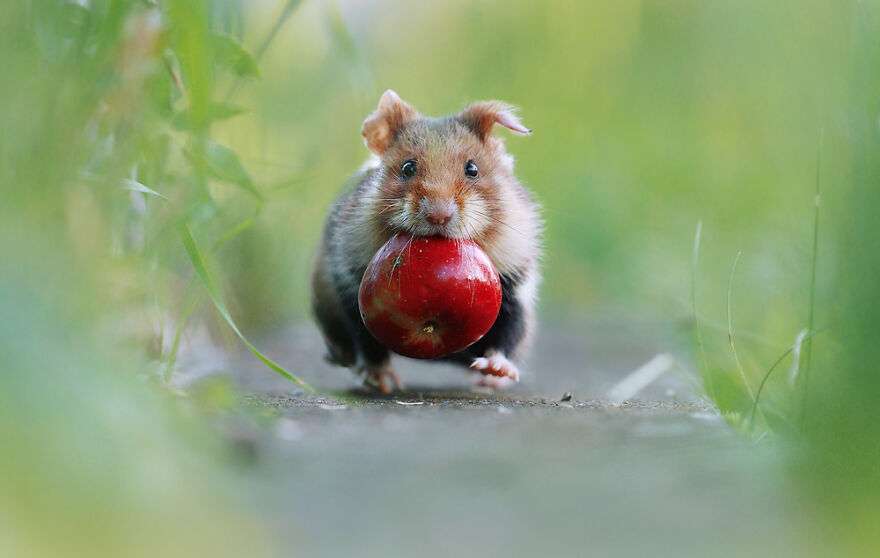 30 Cute Pictures of Wild Hamsters by ThisPhotographer Who Spent 10 Years Capturing Them