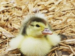 Her Clutch Abandons Her, But She Rescues The Baby Duck, Reclaiming Her As A Fantastic Pet To Rescue