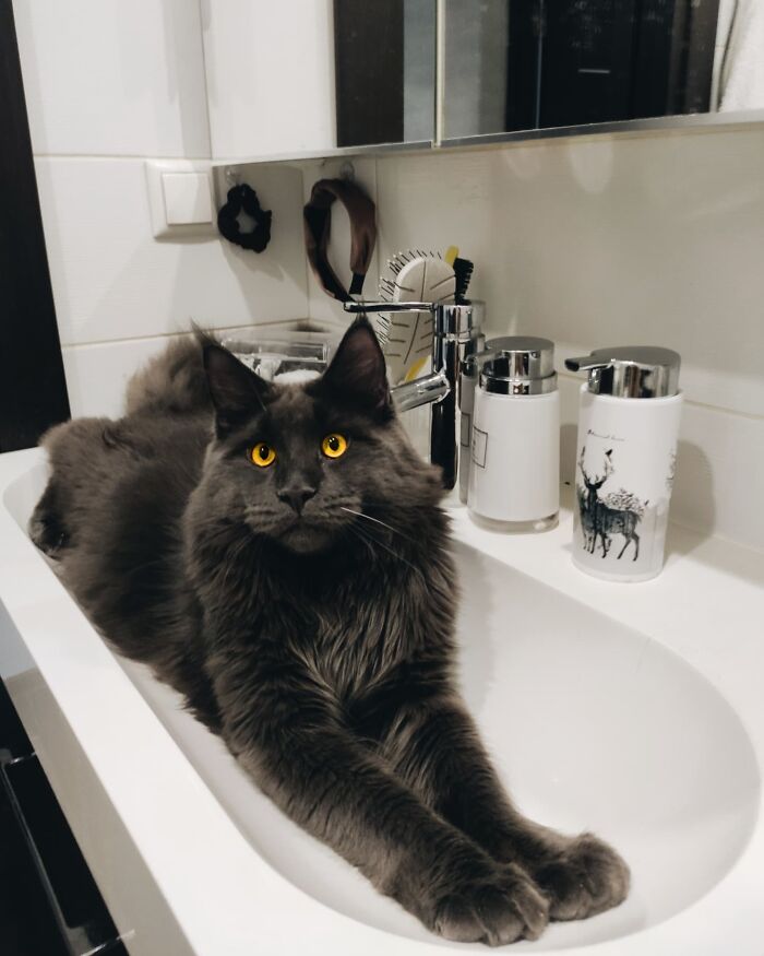 This Fluffy Maine Coon Cat Has The Same Look As A Black Panther And Does All The Work That A Dog Would Do, But He's A Lot Cuter