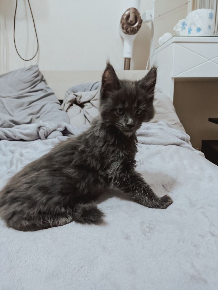 This Fluffy Maine Coon Cat Has The Same Look As A Black Panther And Does All The Work That A Dog Would Do, But He's A Lot Cuter