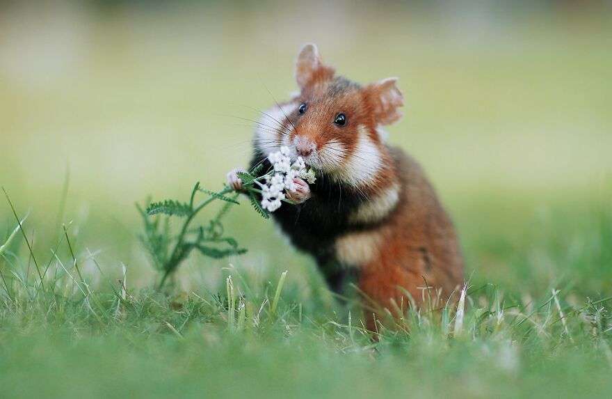 30 Cute Pictures of Wild Hamsters by ThisPhotographer Who Spent 10 Years Capturing Them