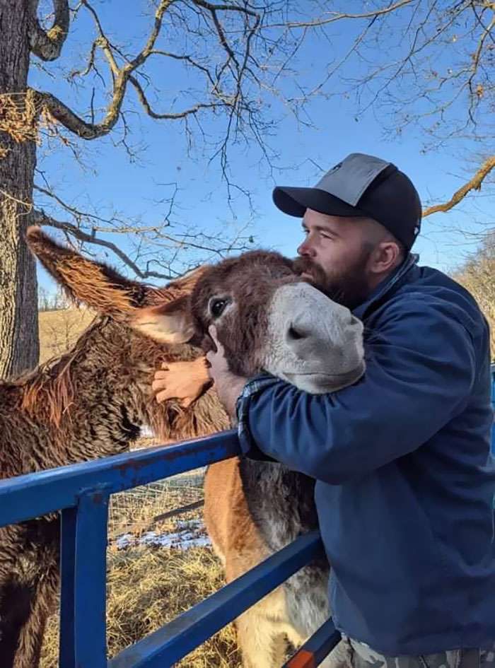 Amazing 40 Pictures That Proves Donkeys Are Also Cute Animals