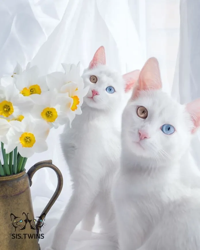 Get to Know The Gorgeous Cat Twins In The World