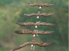 The Best 8 Photos That Catch Osprey's Eye In The Middle Of A Hunt