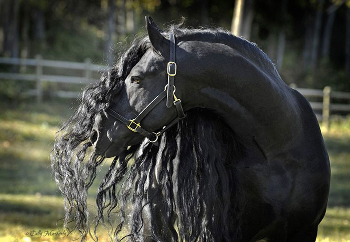 Frederik, The Great Horse, Is Often Regarded As The Most Beautiful Horse In The World (30 Photos)