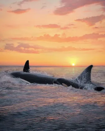 Amazing 23 Beautiful Pics Of Orcas That Were Captured With Golden Sunset