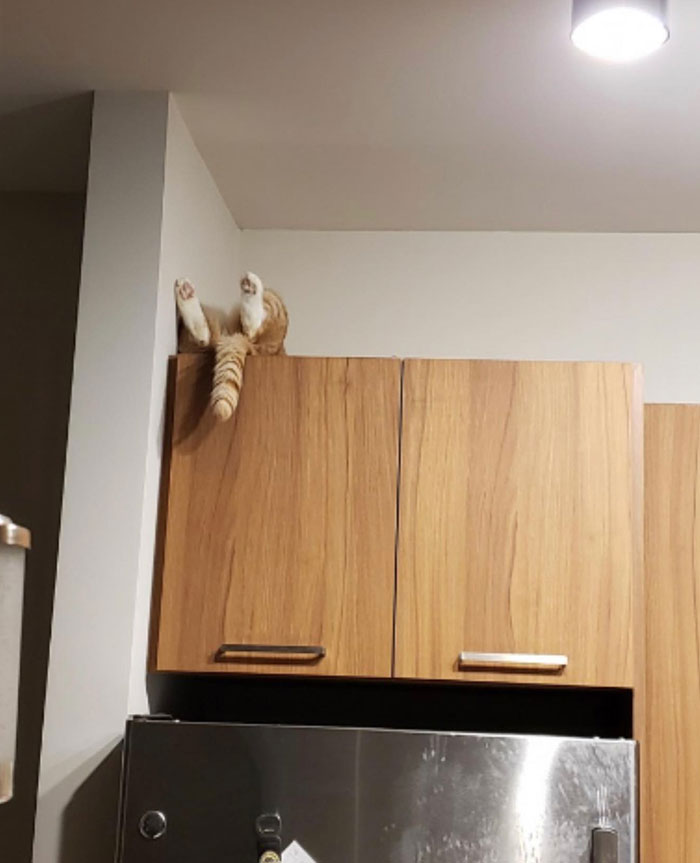 Top 20 Cats Acting So Weird They Couldn't Resist Taking A Picture, As Seen Here