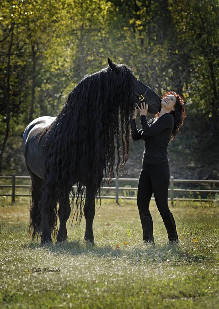 Frederik, The Great Horse, Is Often Regarded As The Most Beautiful Horse In The World (30 Photos)