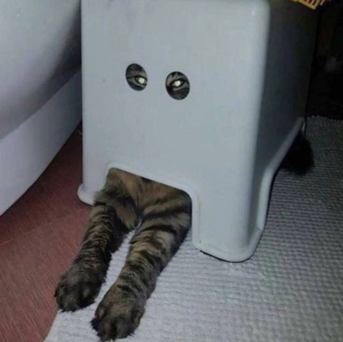 Top 20 Cats Acting So Weird They Couldn't Resist Taking A Picture, As Seen Here