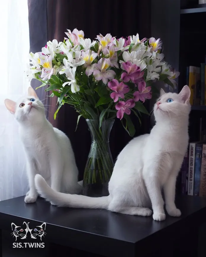 Get to Know The Gorgeous Cat Twins In The World