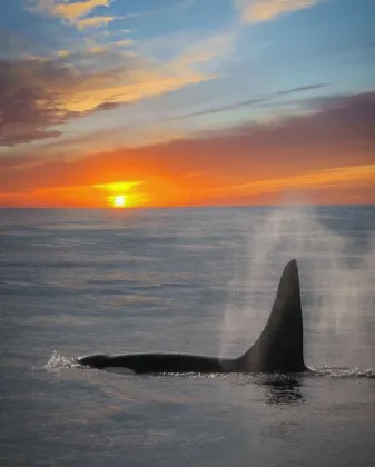 Amazing 23 Beautiful Pics Of Orcas That Were Captured With Golden Sunset