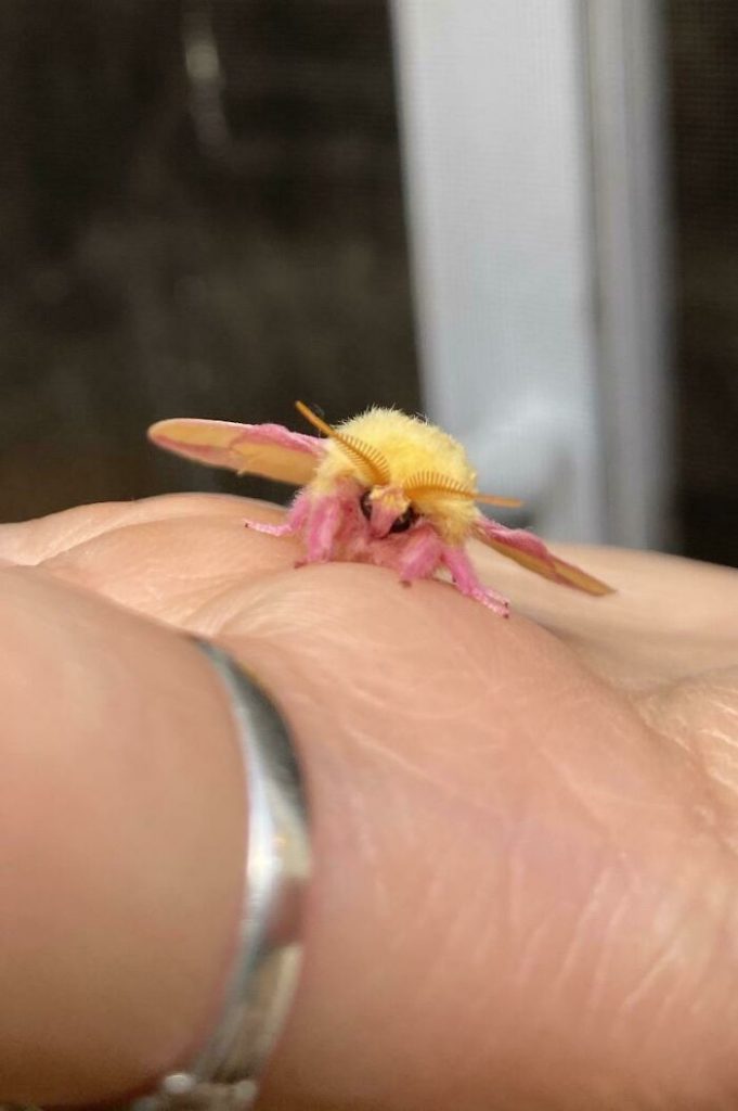 These Are 15 Of The Cutest And Most Adorable Bugs You Probably Have Never Seen Before