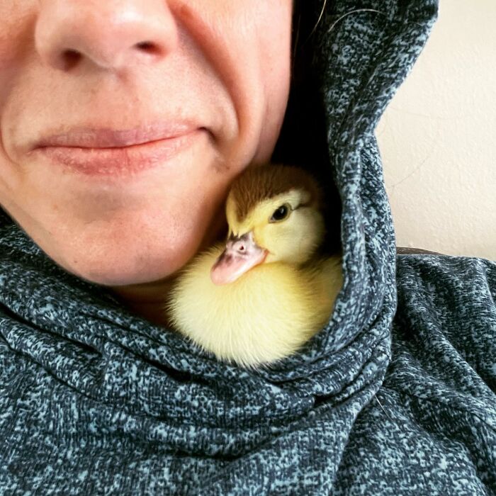 Her Clutch Abandons Her, But She Rescues The Baby Duck, Reclaiming Her As A Fantastic Pet To Rescue