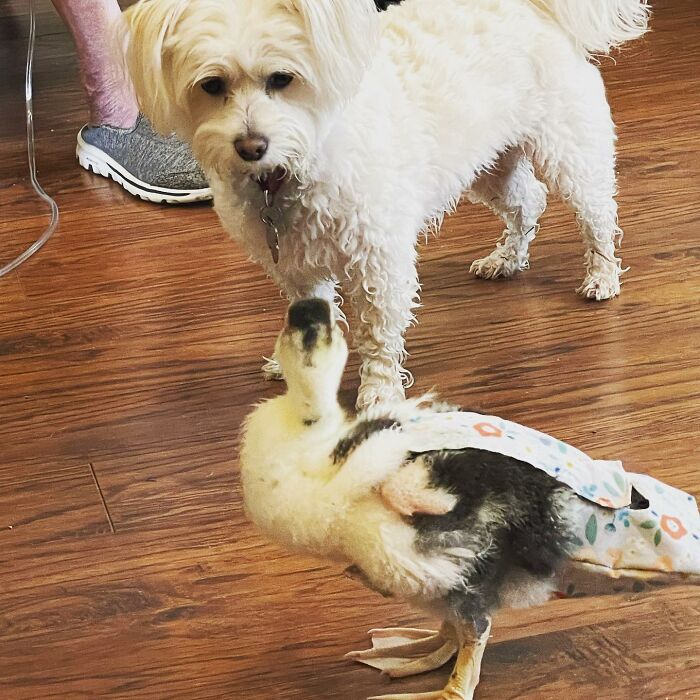 Her Clutch Abandons Her, But She Rescues The Baby Duck, Reclaiming Her As A Fantastic Pet To Rescue