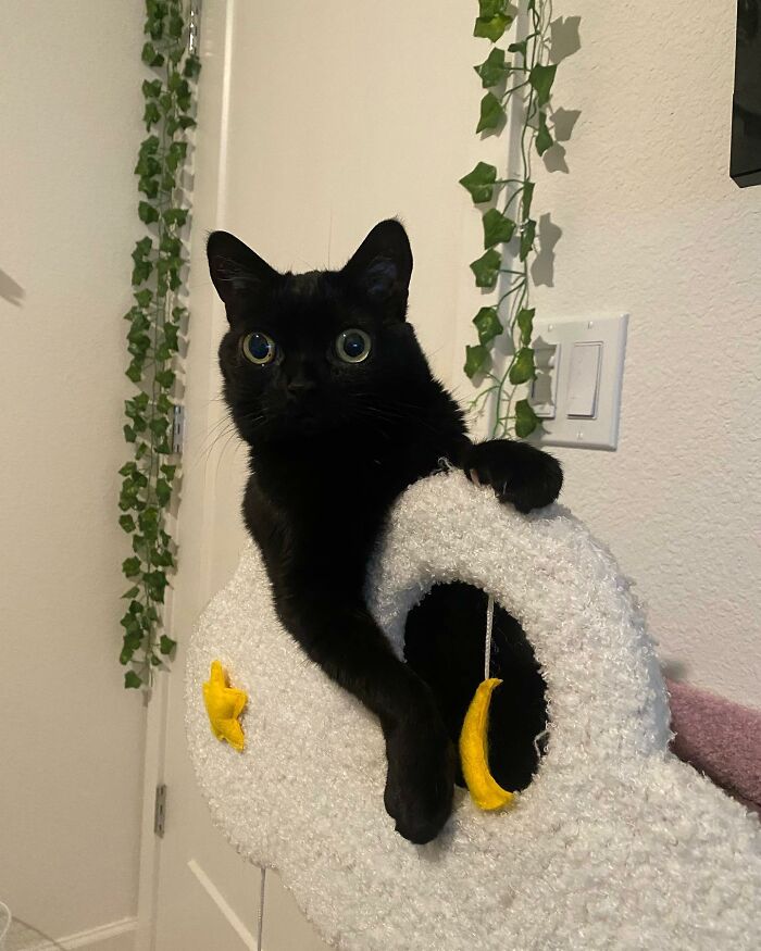 The Black Cat With Enormous Eyes And Massive Paws Was Named From The Mayor Of Hell