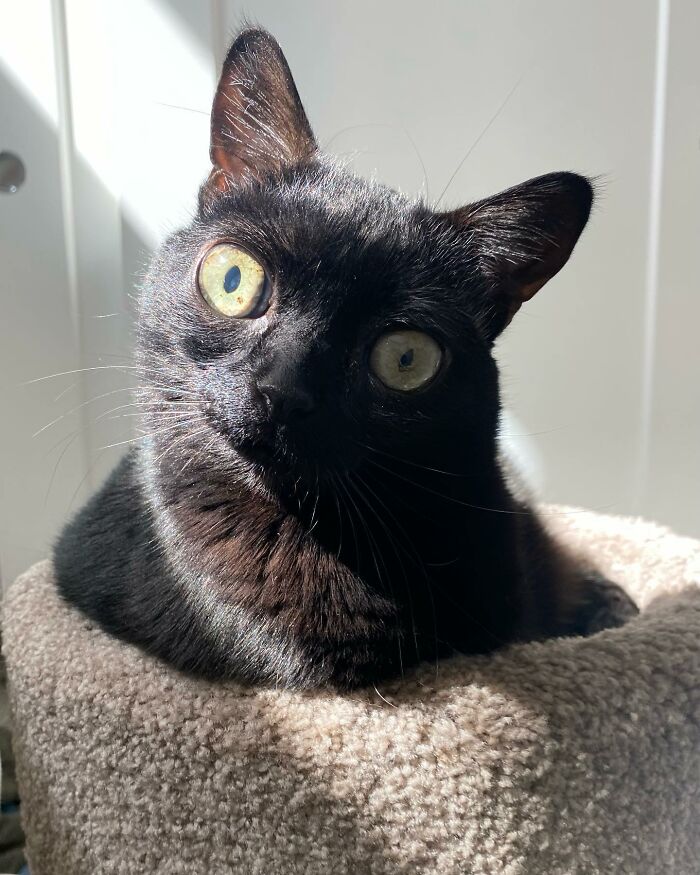 The Black Cat With Enormous Eyes And Massive Paws Was Named From The Mayor Of Hell