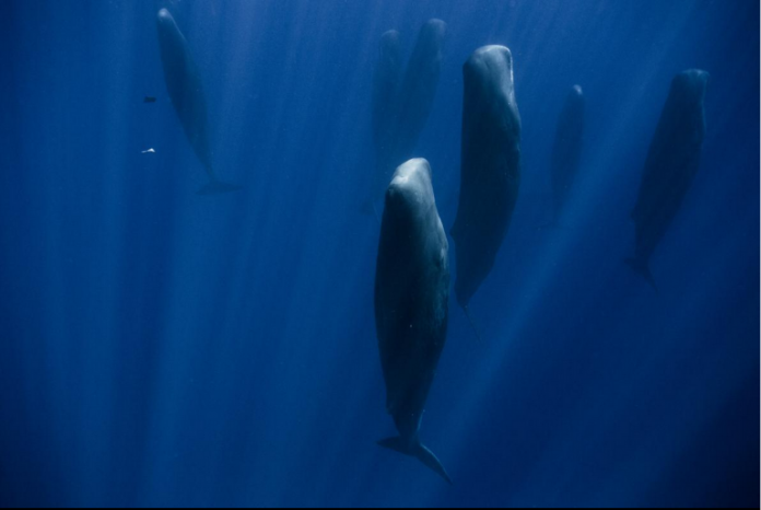 Whales' Sleeping Patterns Under The Sea