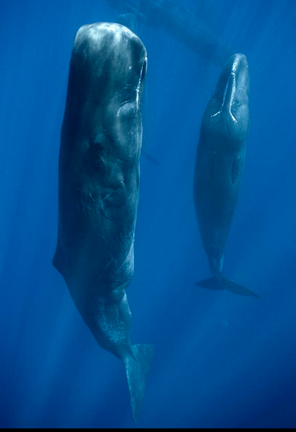 Whales' Sleeping Patterns Under The Sea