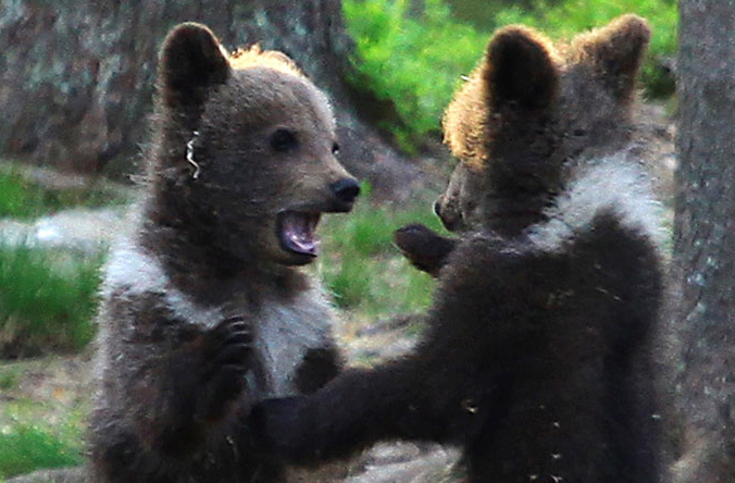 A Schoolteacher In Finland Was Taken Aback When She Saw Bear Cubs Playing And Dancing In The Woods