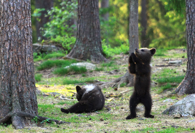 A Schoolteacher In Finland Was Taken Aback When She Saw Bear Cubs Playing And Dancing In The Woods