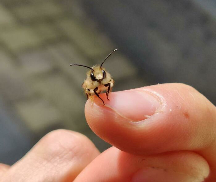 These Are 15 Of The Cutest And Most Adorable Bugs You Probably Have Never Seen Before