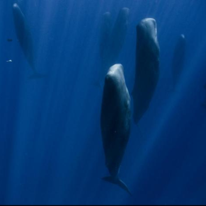 Whales' Sleeping Patterns Under The Sea